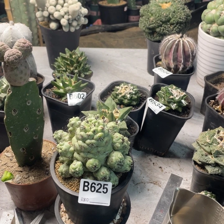 石***辣625帝王丸仙人球一个