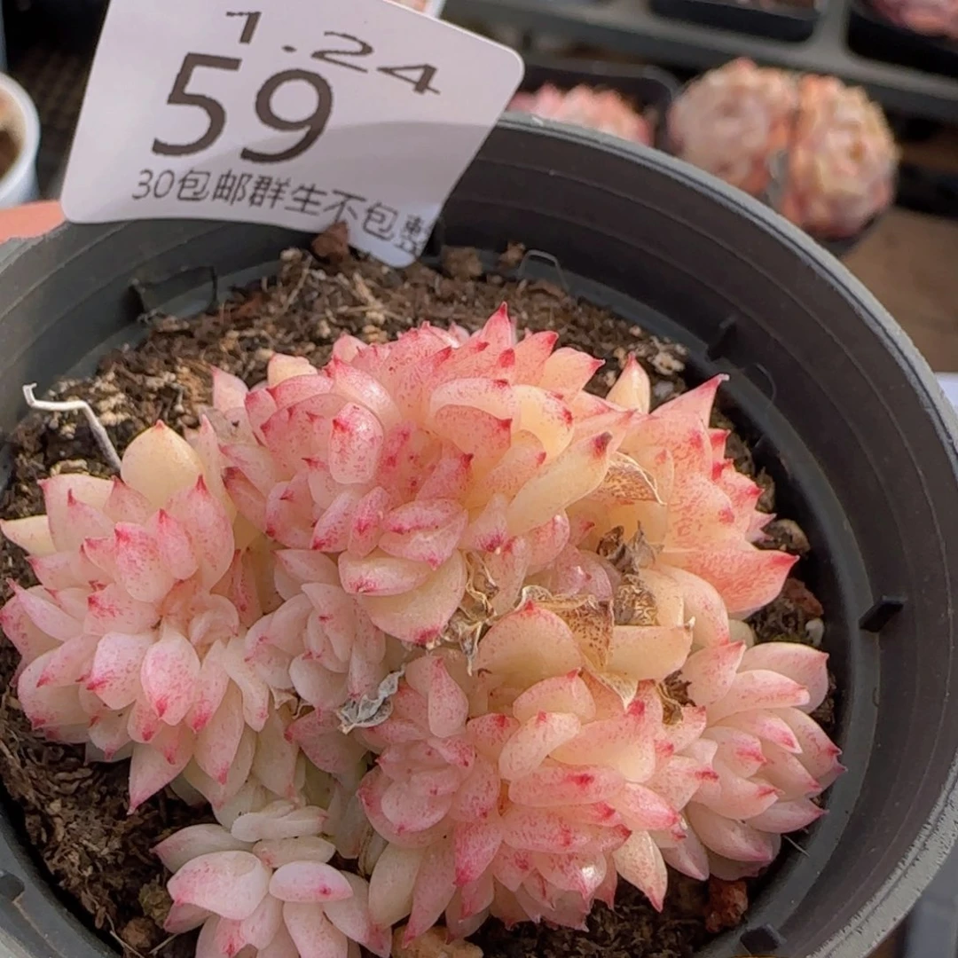 冰魄群一颗脱土发货吗