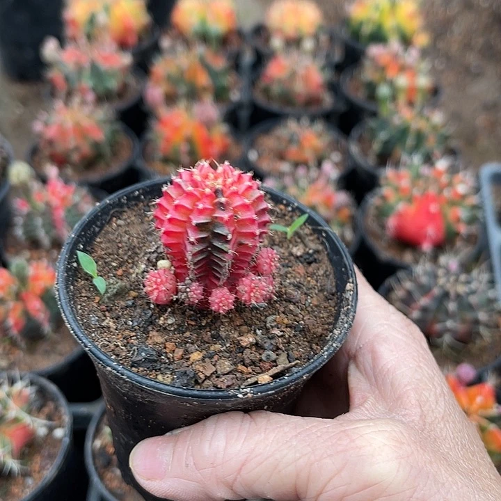 仙人球开花仙人球仙人球25