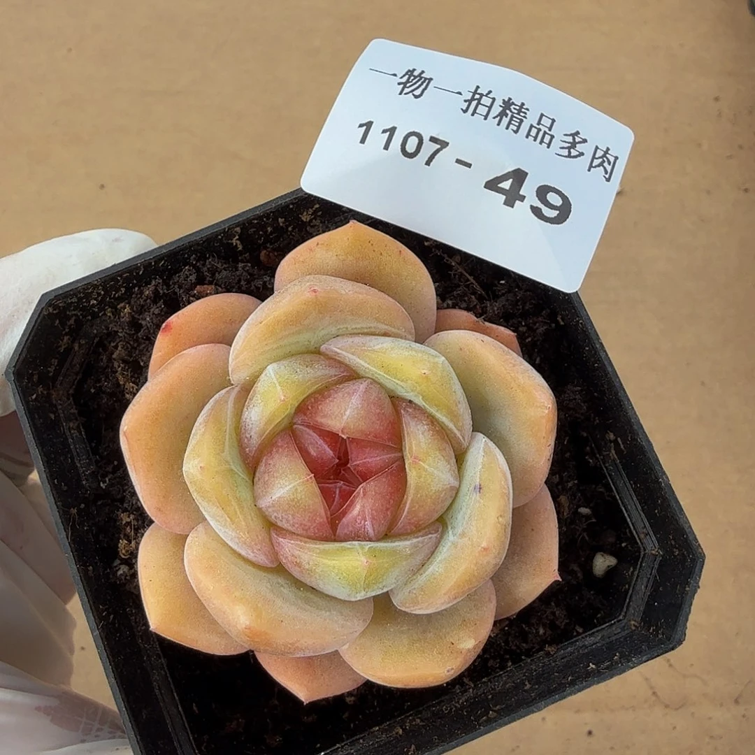1107-49单颗多肉一物一拍