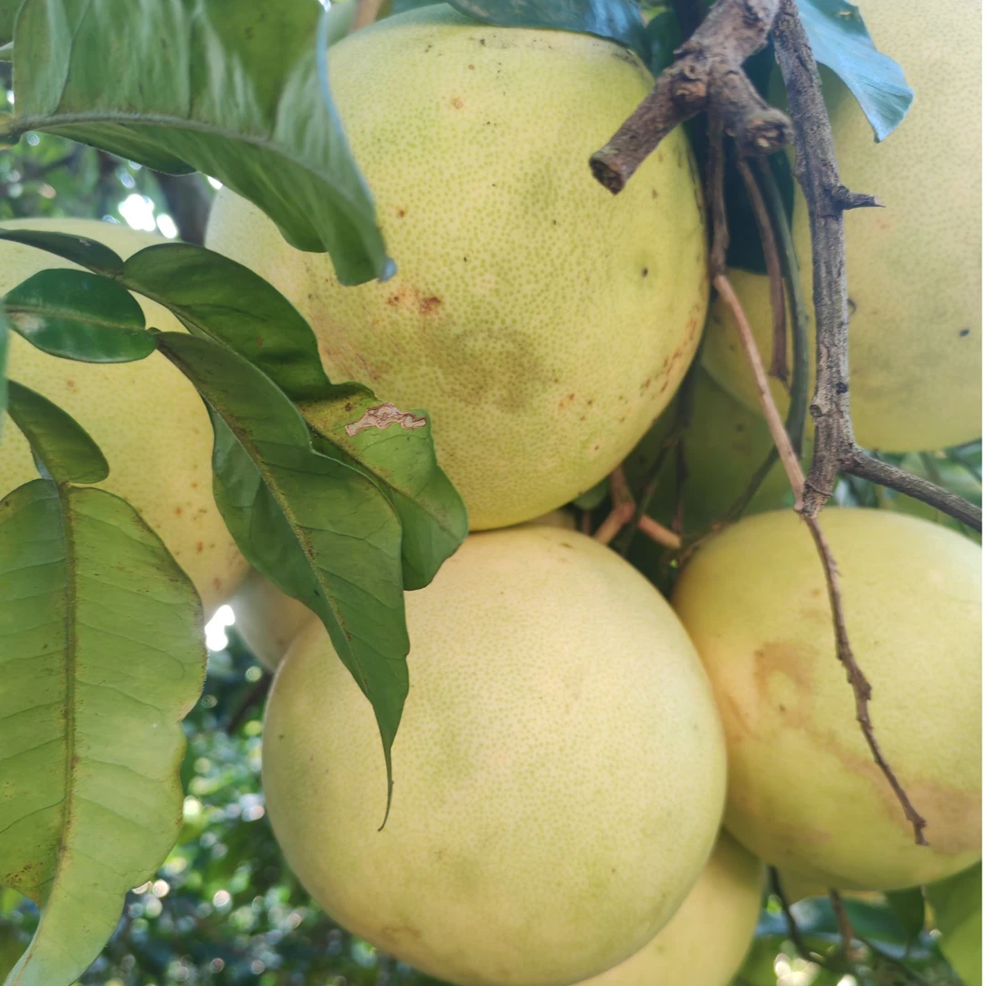 四川乡村冰糖蜜柚四川柚子冰糖蜜柚湘超积分榜