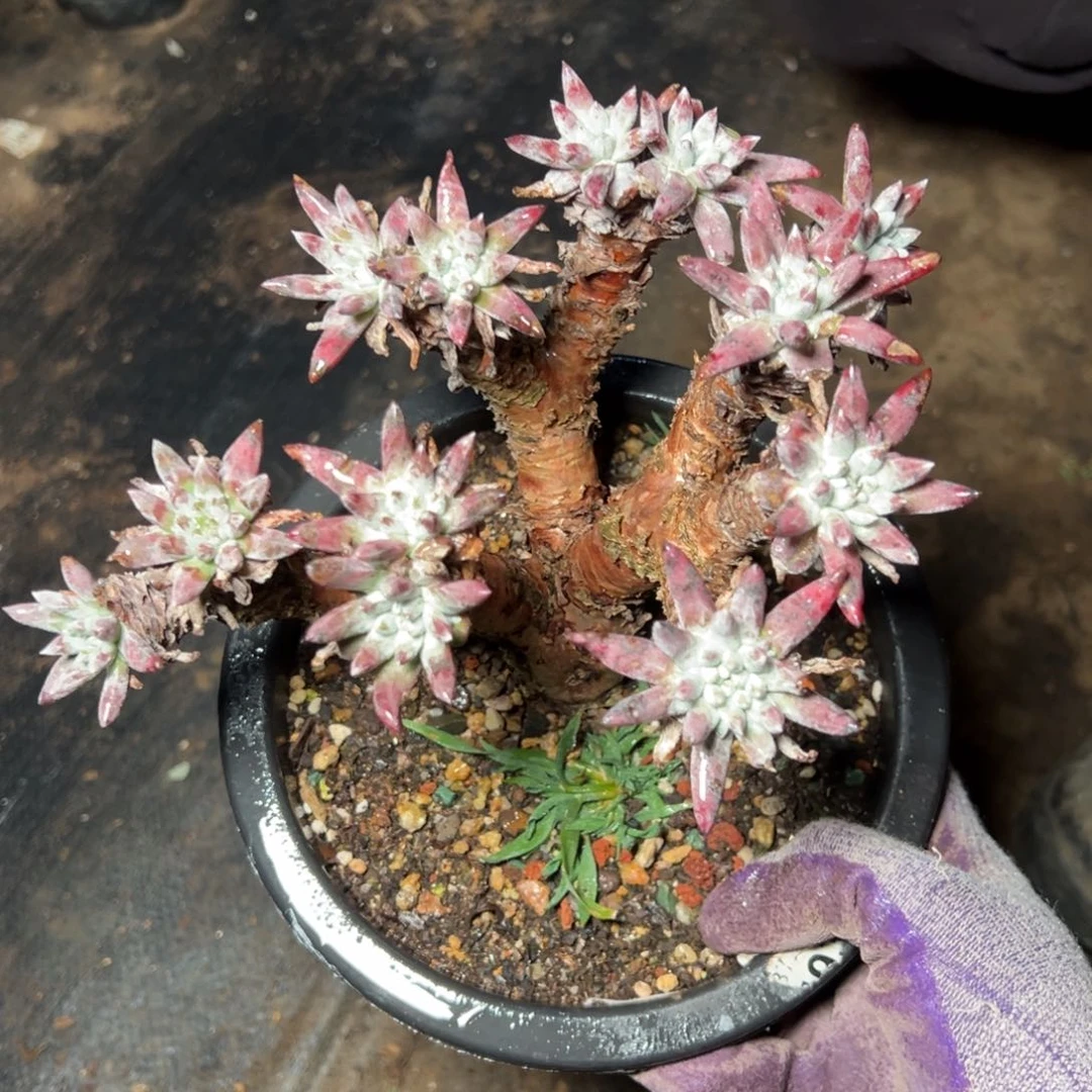 2298海瑟白菊哈哈哈哈哈哈