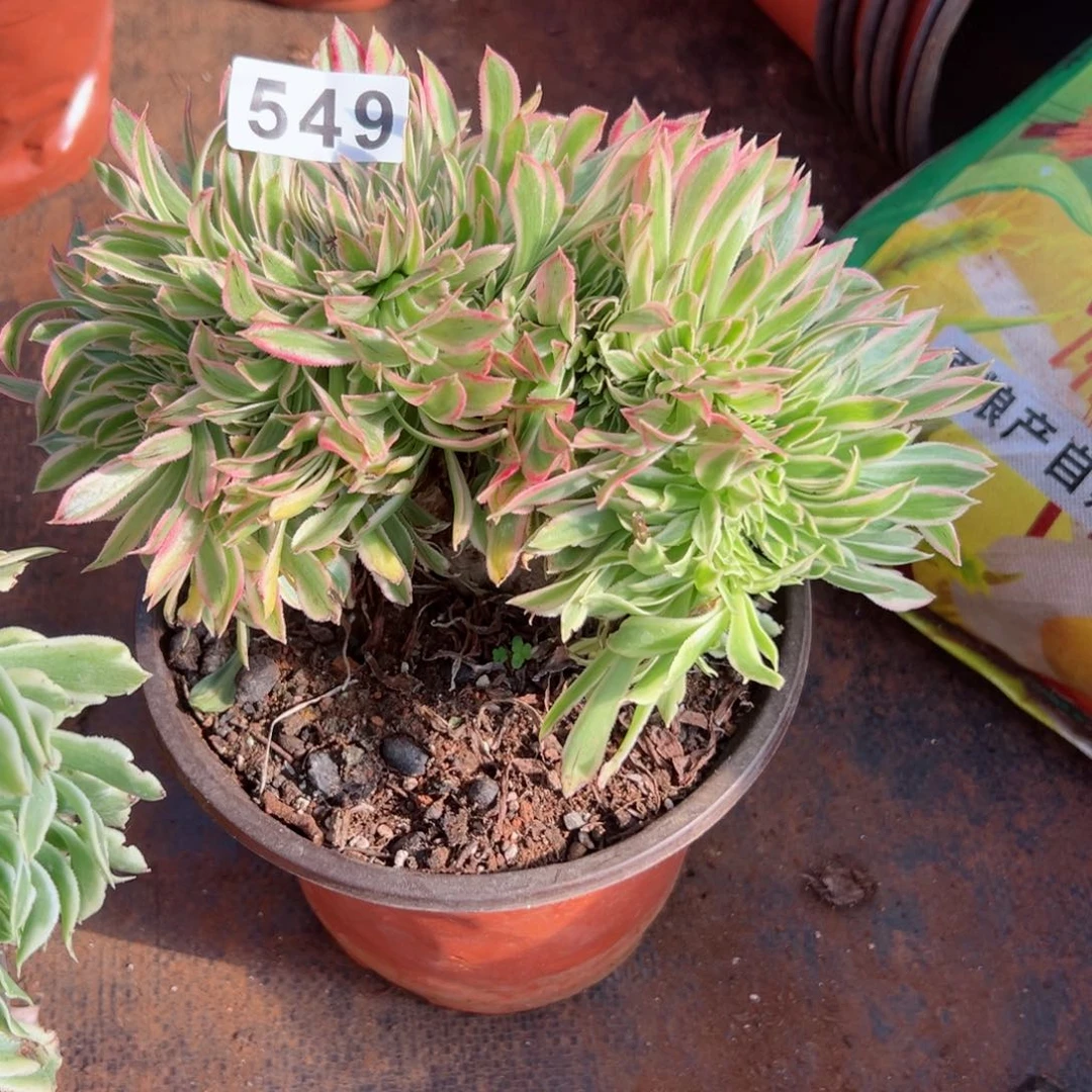 549 号多肉植物法师