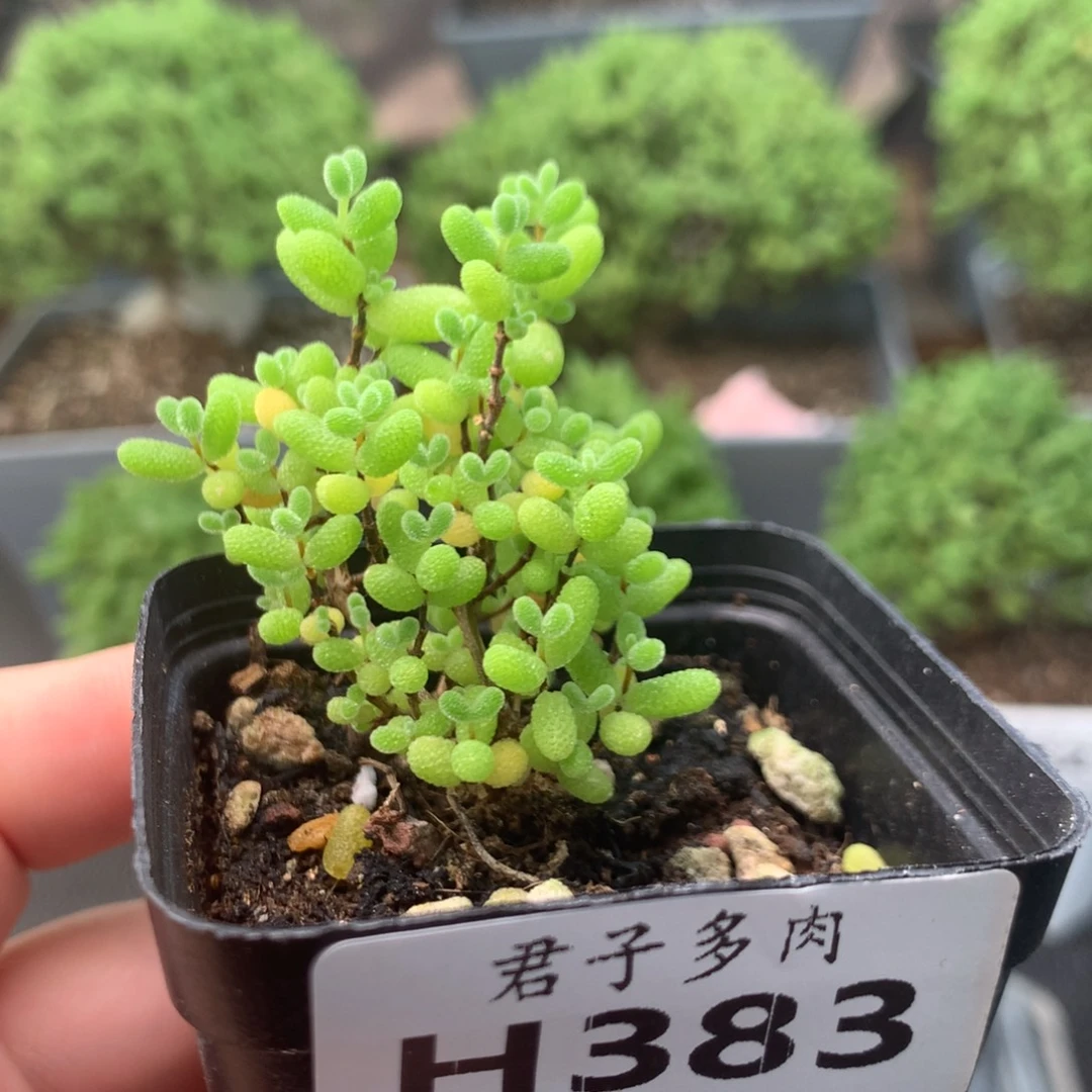 383蜜橘。