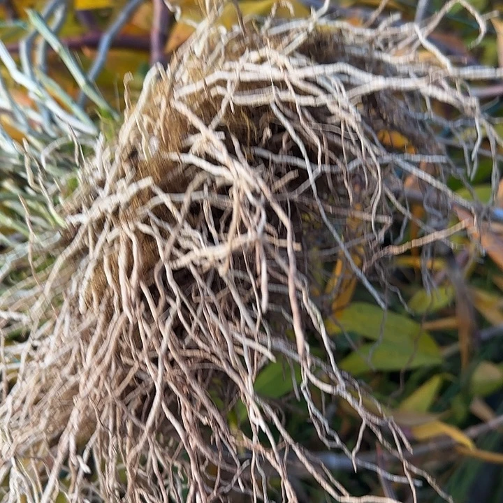 当前无花朵，栽培后可花朵带根紫皮石斛可种植