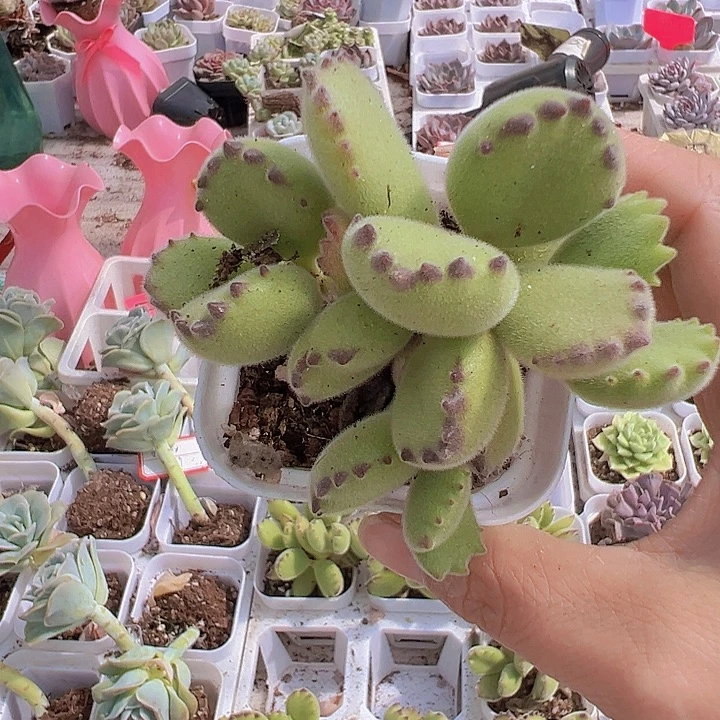 绿熊19包邮多肉植物