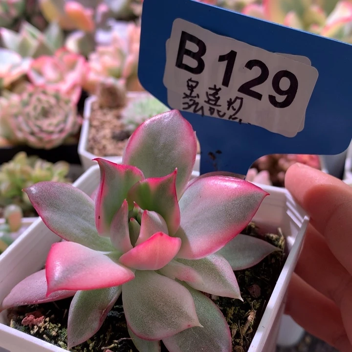 宝莲灯覆轮锦有根