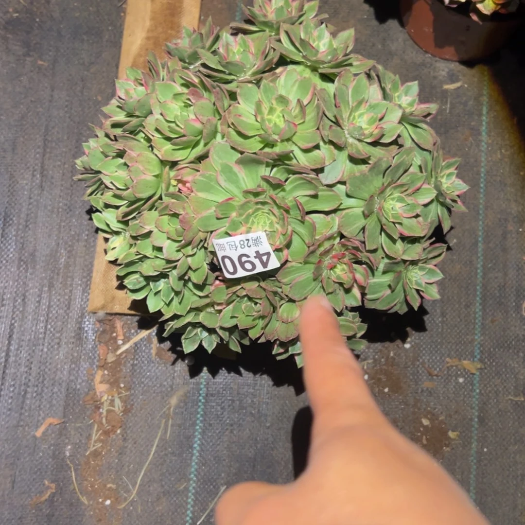 多肉植物490万花筒