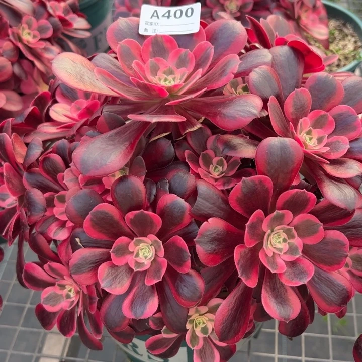 400美杜莎25厘米左右