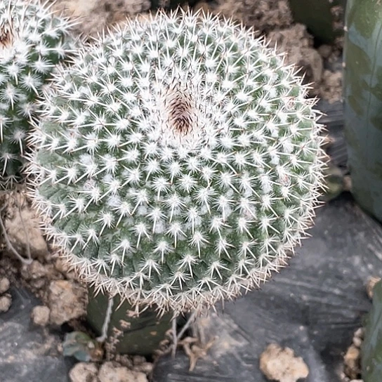 用****0袖蒲接白王 9厘米 包邮