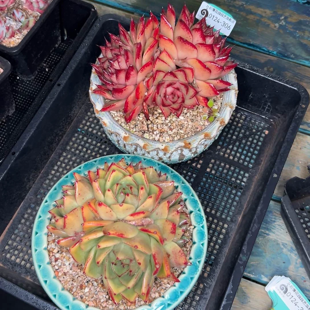 多肉一物一拍0124-306