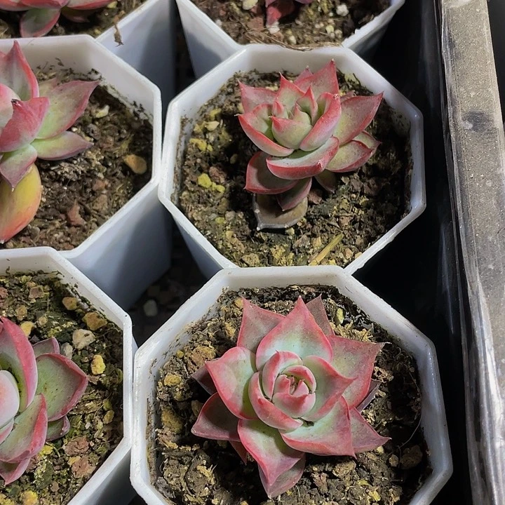 八角盆惊鸿3.8带盆