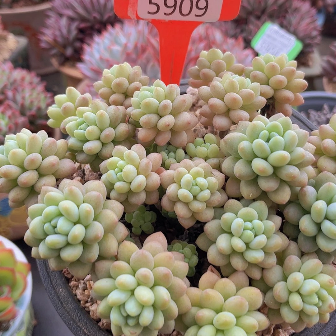 5909洛可可多肉植物