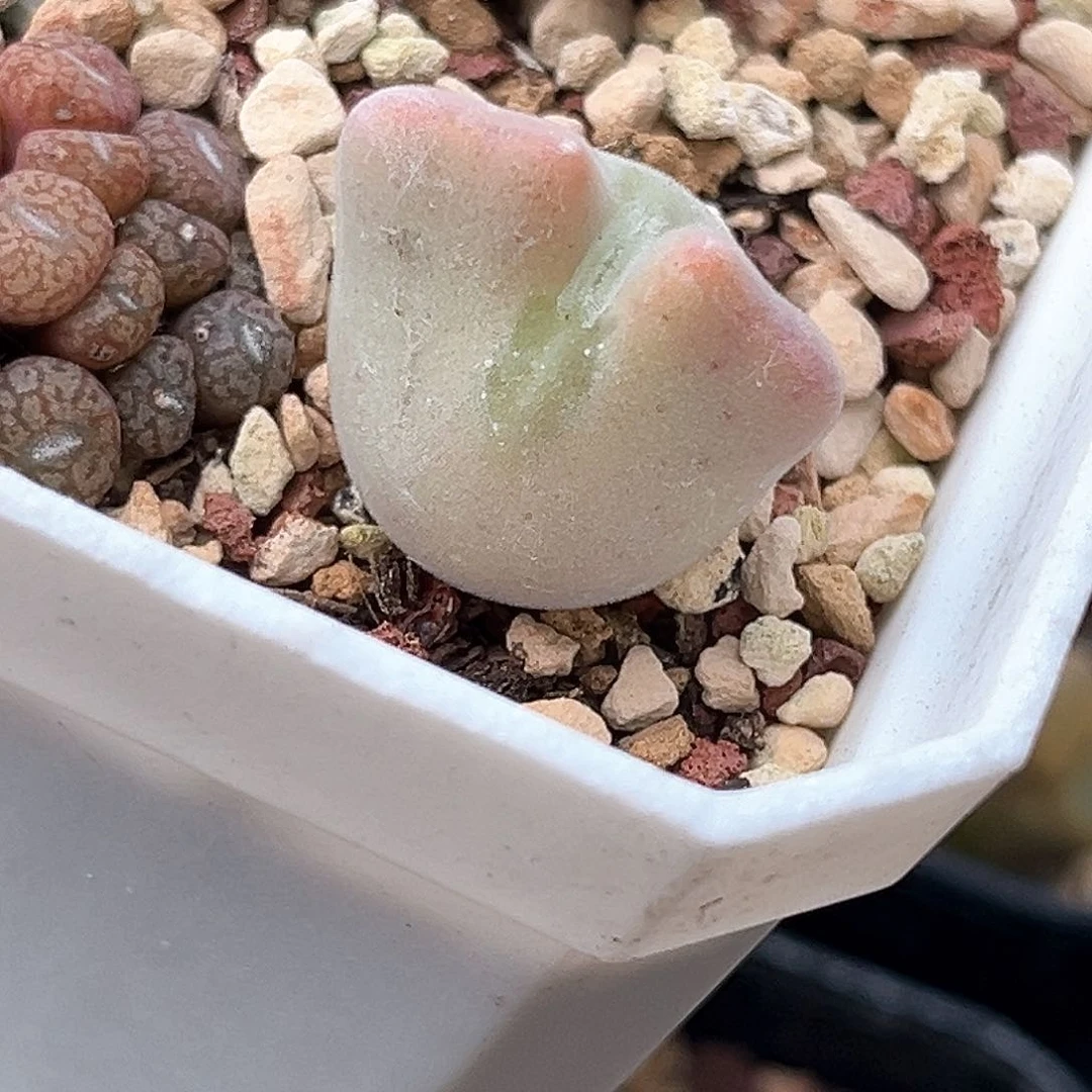 多肉植物满58包邮 空蝉