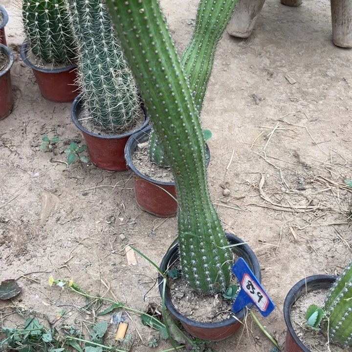 走*留859。金妞卡布奇诺
