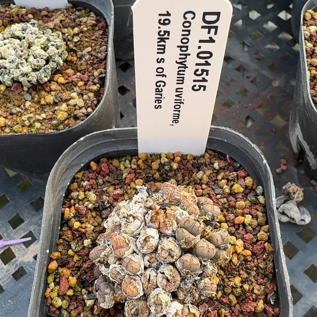 1.01515 肉锥荧光玉脱土