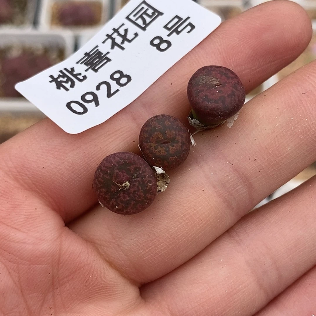 0928-8-朱雀三颗。