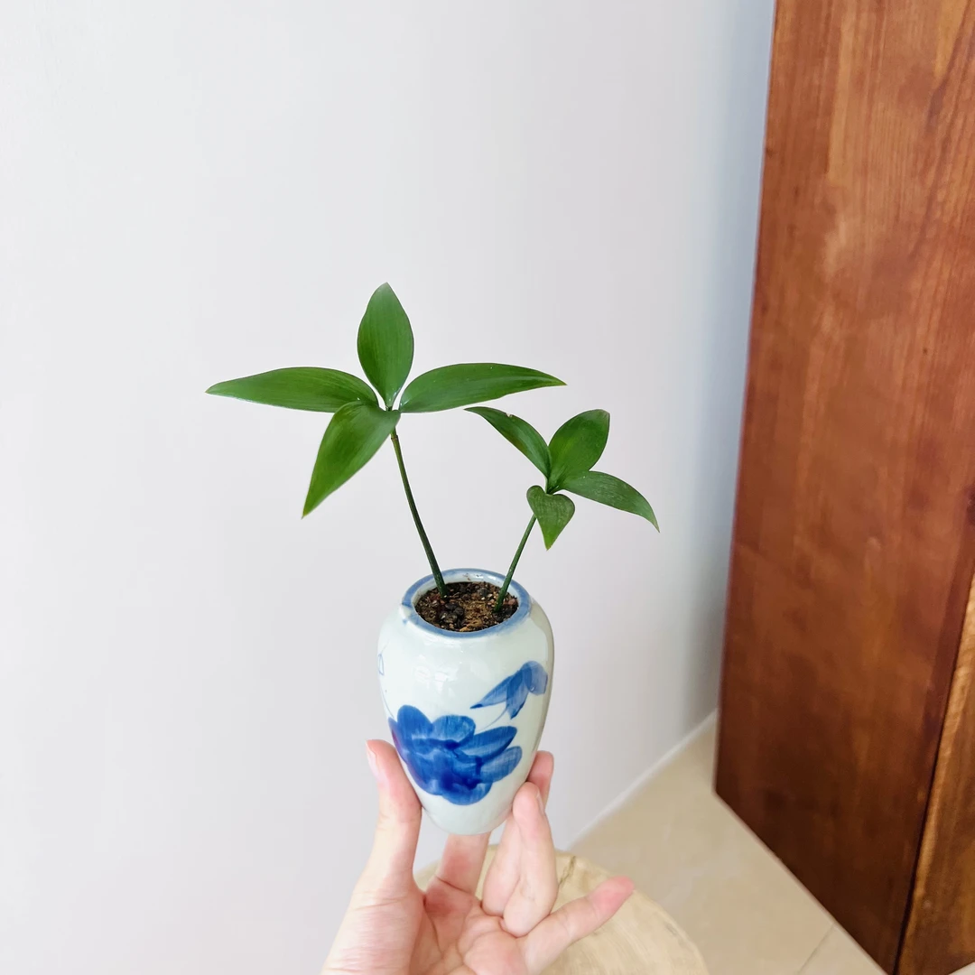 【四叶草竹柏】桌面迷你小型紧致摆件