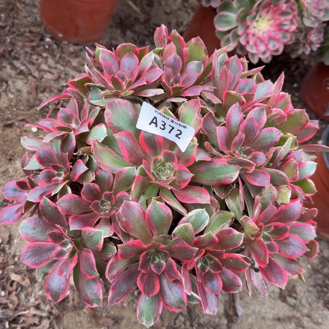 372浣纱。多肉植物