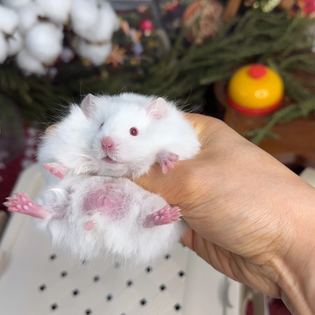 象牙白弟弟12.02生日