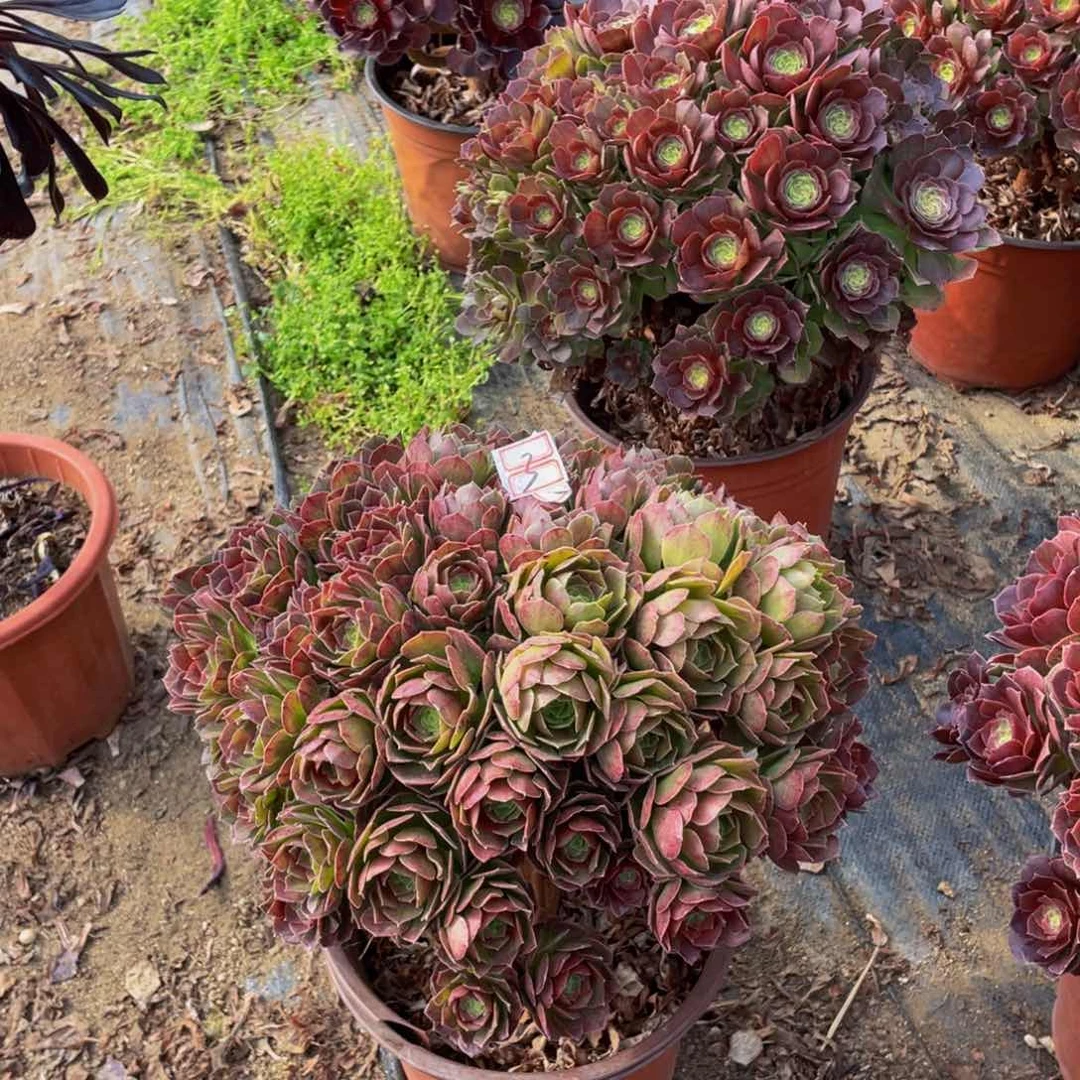 嘻*变色龙3鲜花老桩