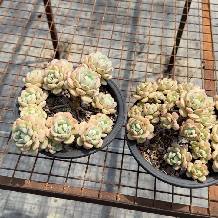 香草多肉植物绿植