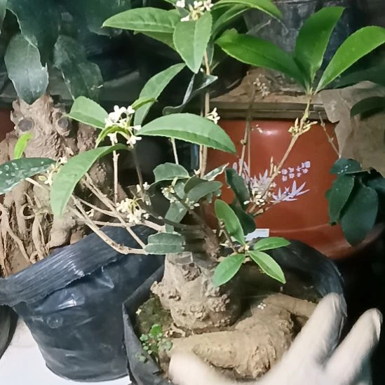 I***梅完全开放佛顶珠桂花