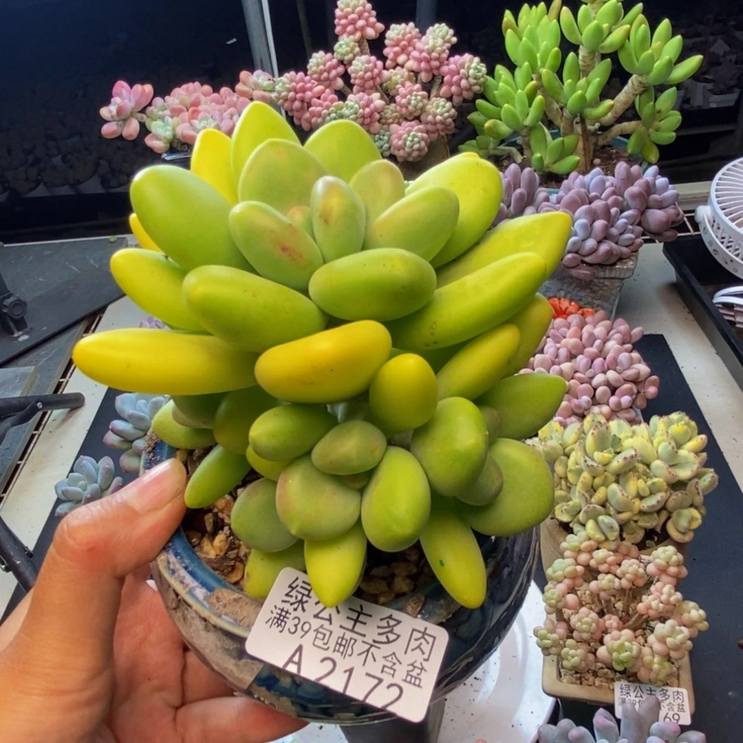 172金蝉芒果奶多肉9c m