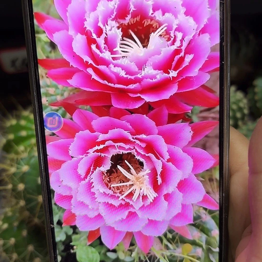 七仙女无根侧牙20包邮30