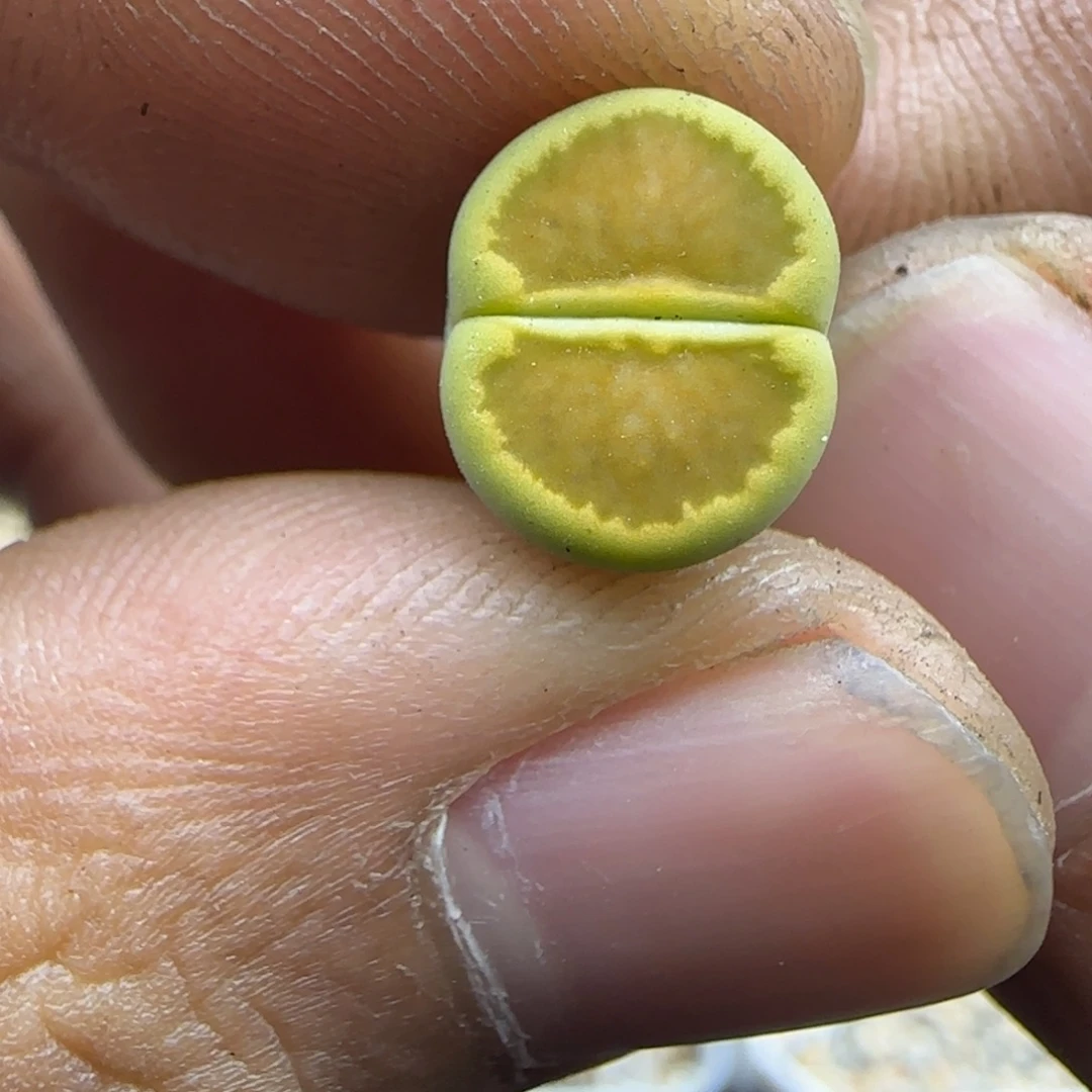 821 生石花大棚直播