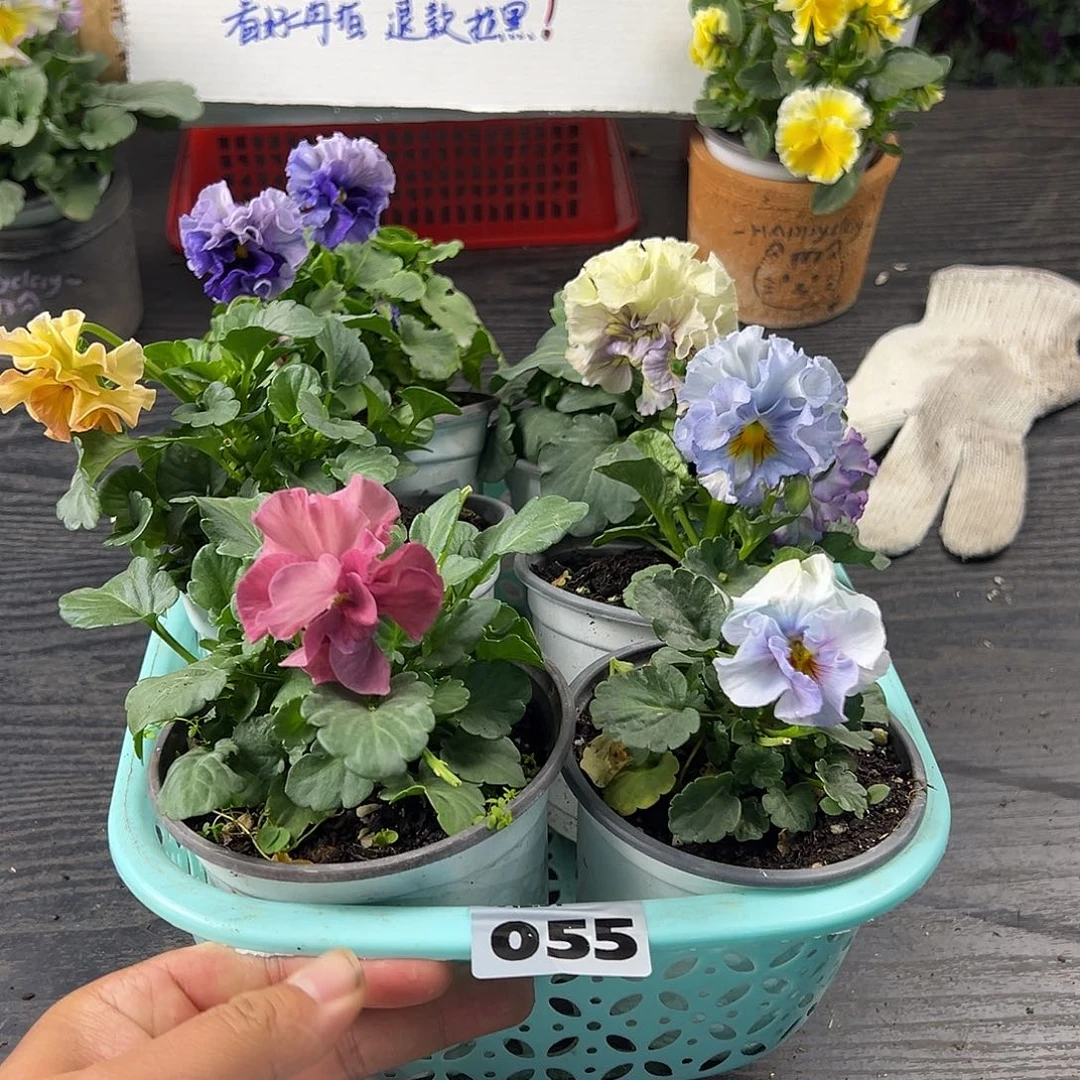 大部分花苞少量开放055号