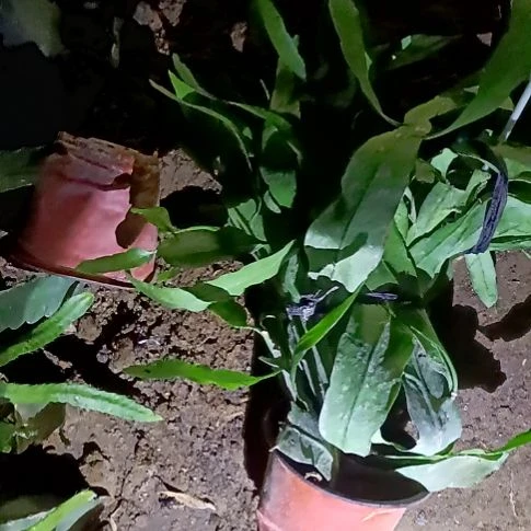 ****鲤完全开放令箭何花小叶县昙花