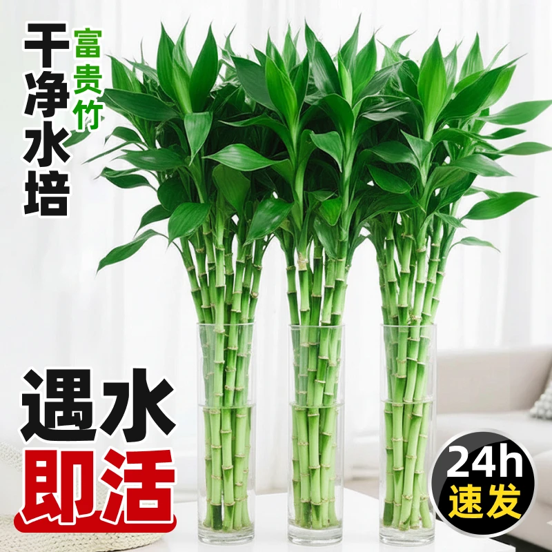富贵竹水培植物好养活室内花盆栽客厅办公室发财水养粗杆竹子绿植