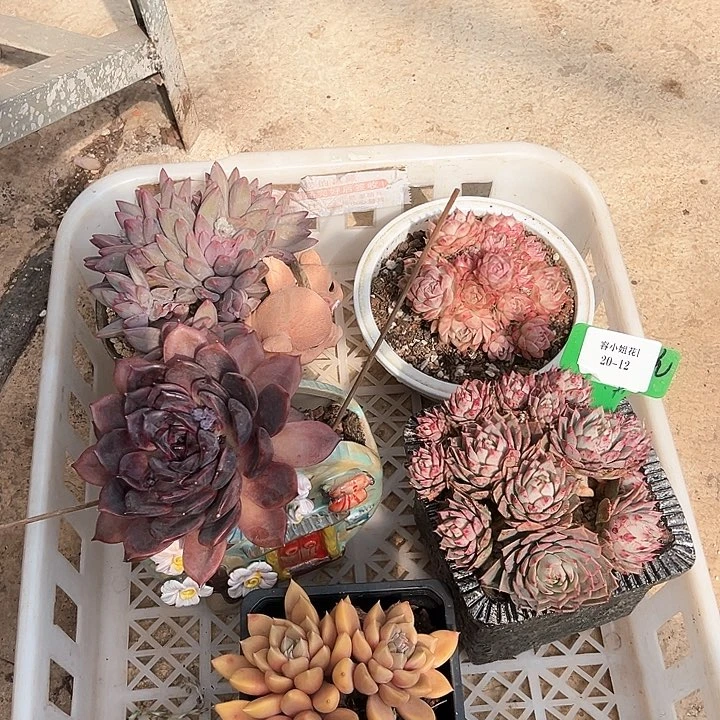 20.12一筐多肉植物