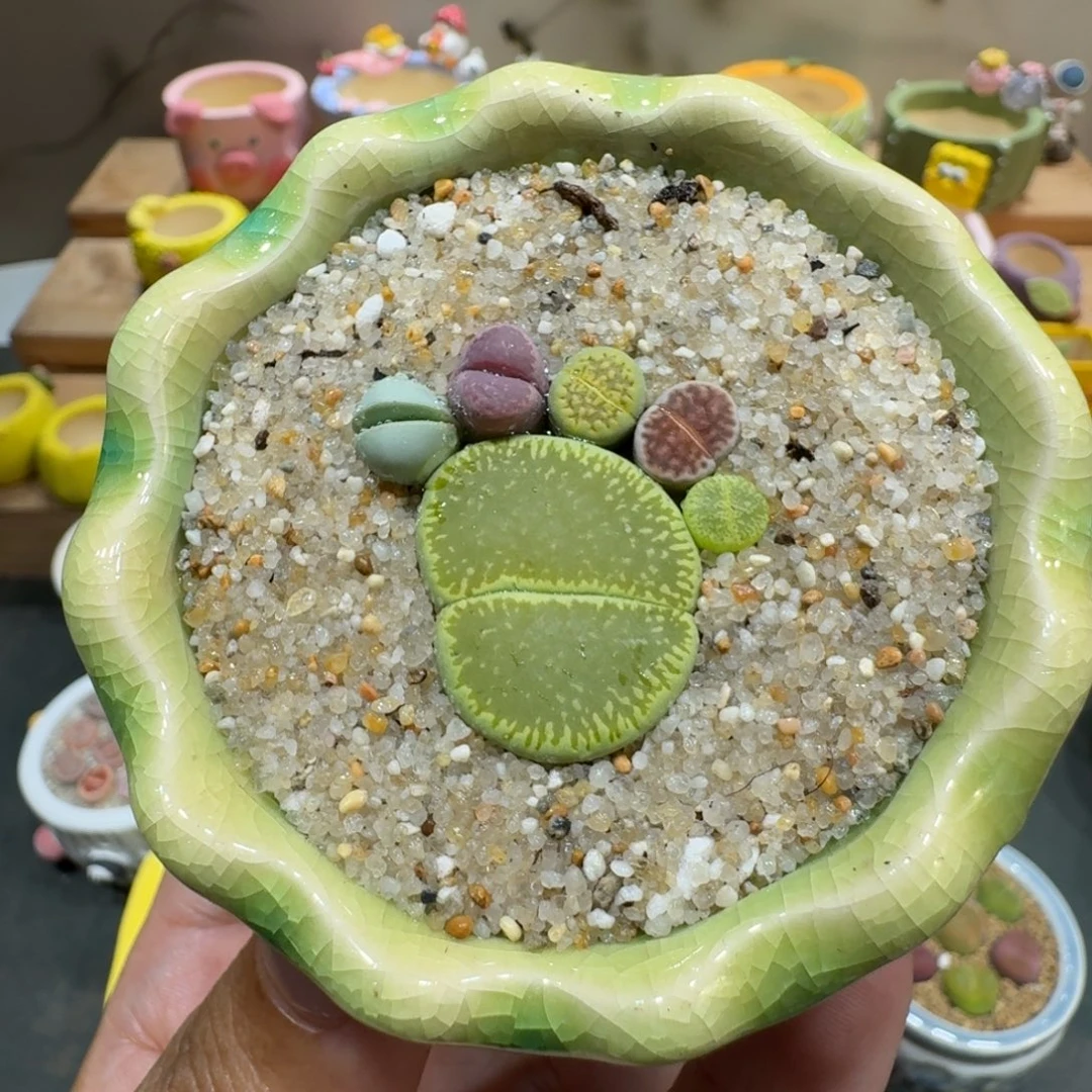 蘑菇1018彩拼脚丫多肉植物