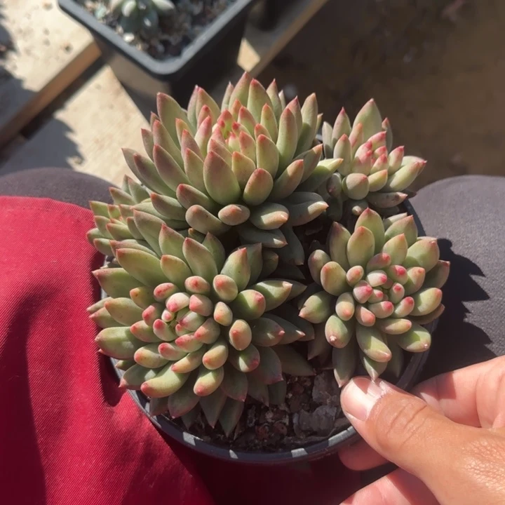 绿体虞美人五十包邮