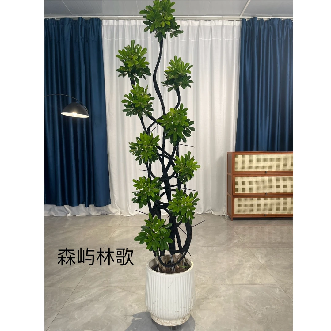 鸭脚木大型盆栽室内落地真花造型美观新手好养客厅绿植