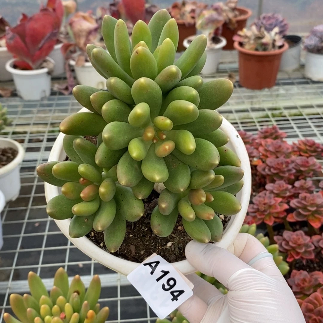 194金蝉多头一物一拍