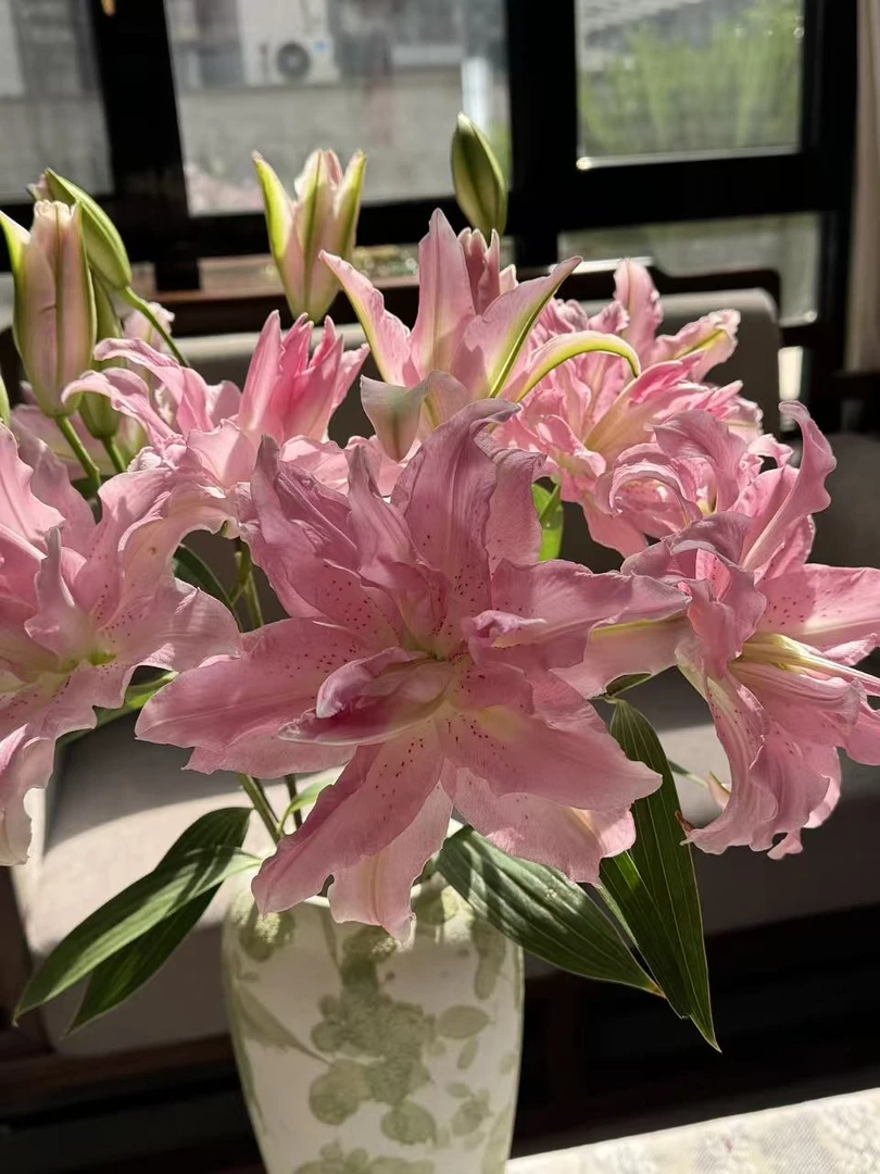 【陌上花开】三头嫣然百合-百合（无土栽培杆子细 花苞小 花期长~）