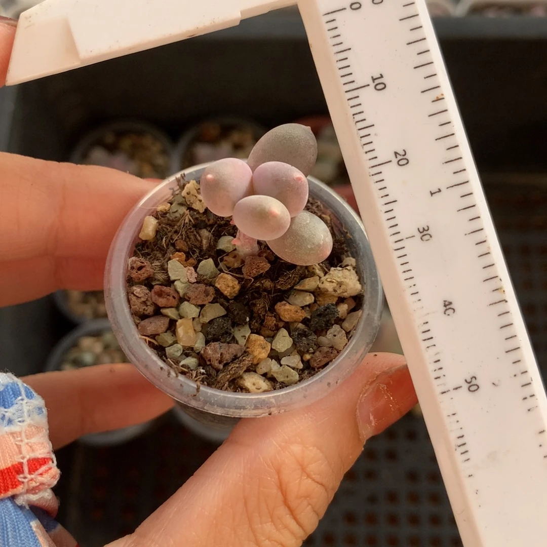 韩国彩虹奶酪 彩虹