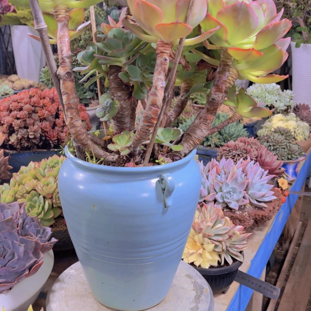 唐***啦多肉植物保护研究所