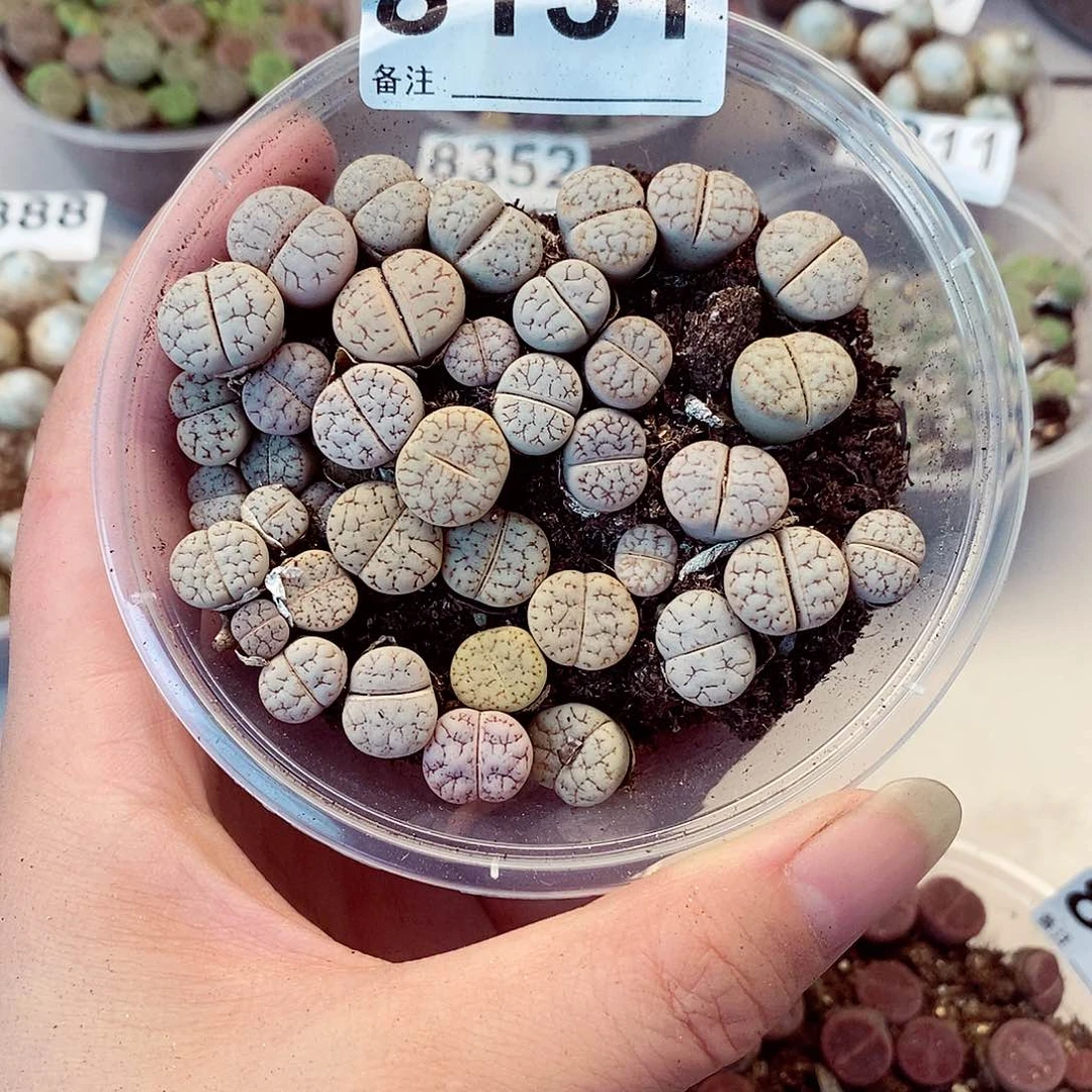 8131荒混快快乐乐咯