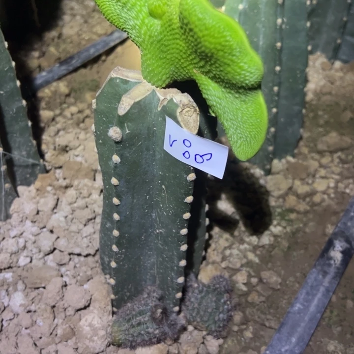 冰***洁V86量天尺嫁接青蛇坠化48