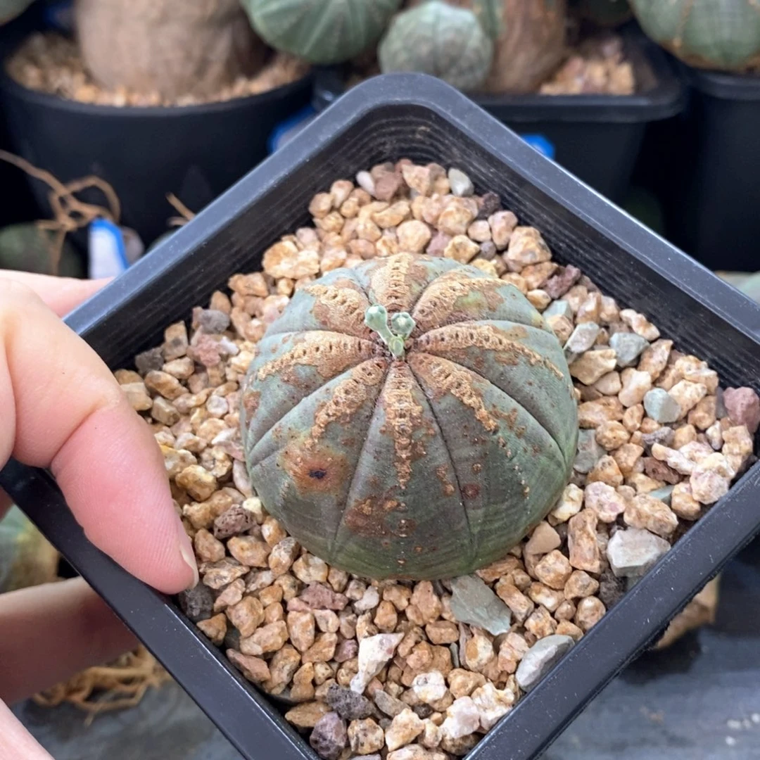 36 欧系实生布纹球多肉植物
