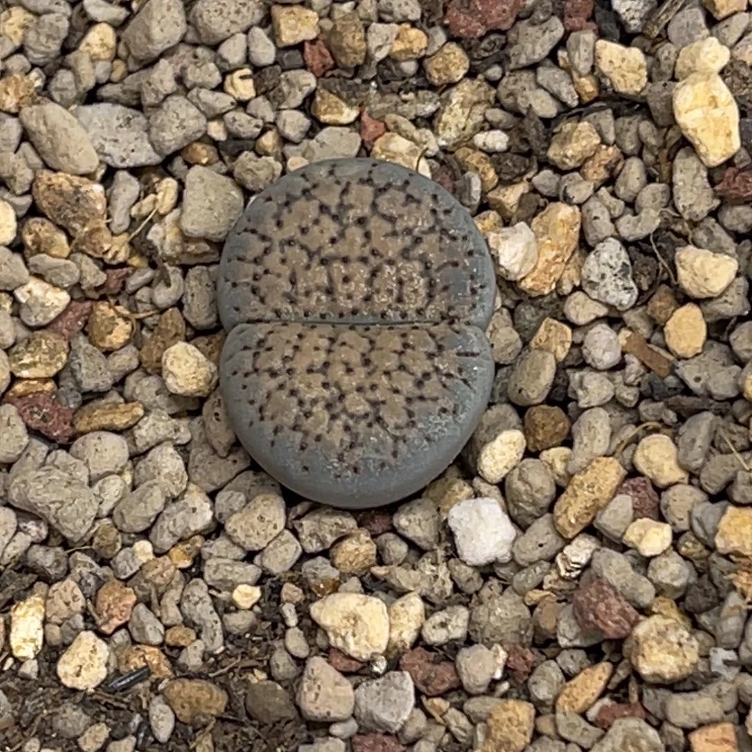 8564血点1尺1.7寸