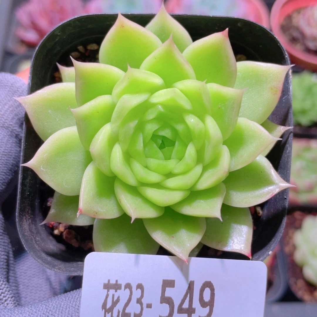 花利美23-549麦秆