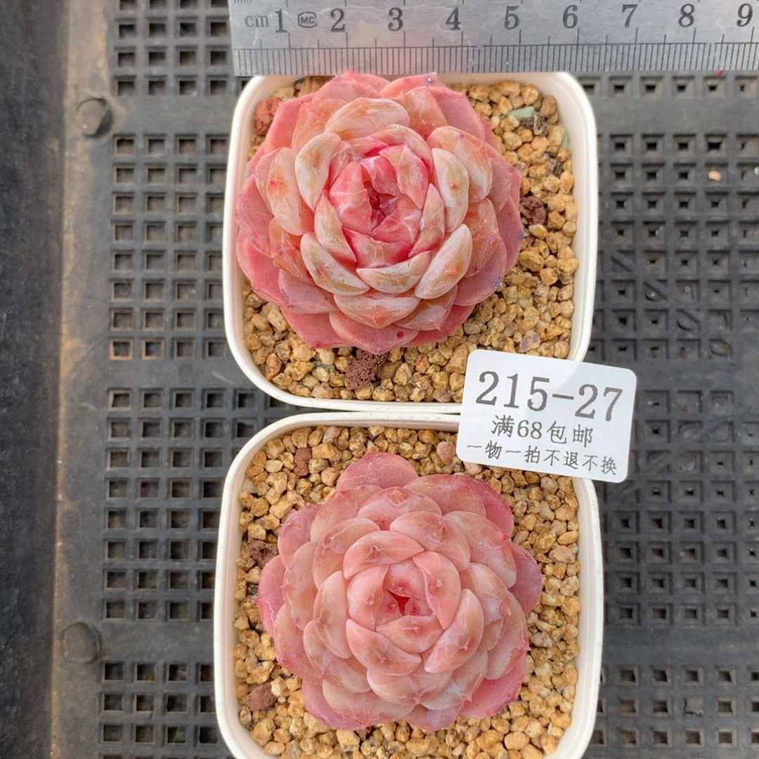 泡***茶27。玻璃樽。冰糖雪梨。