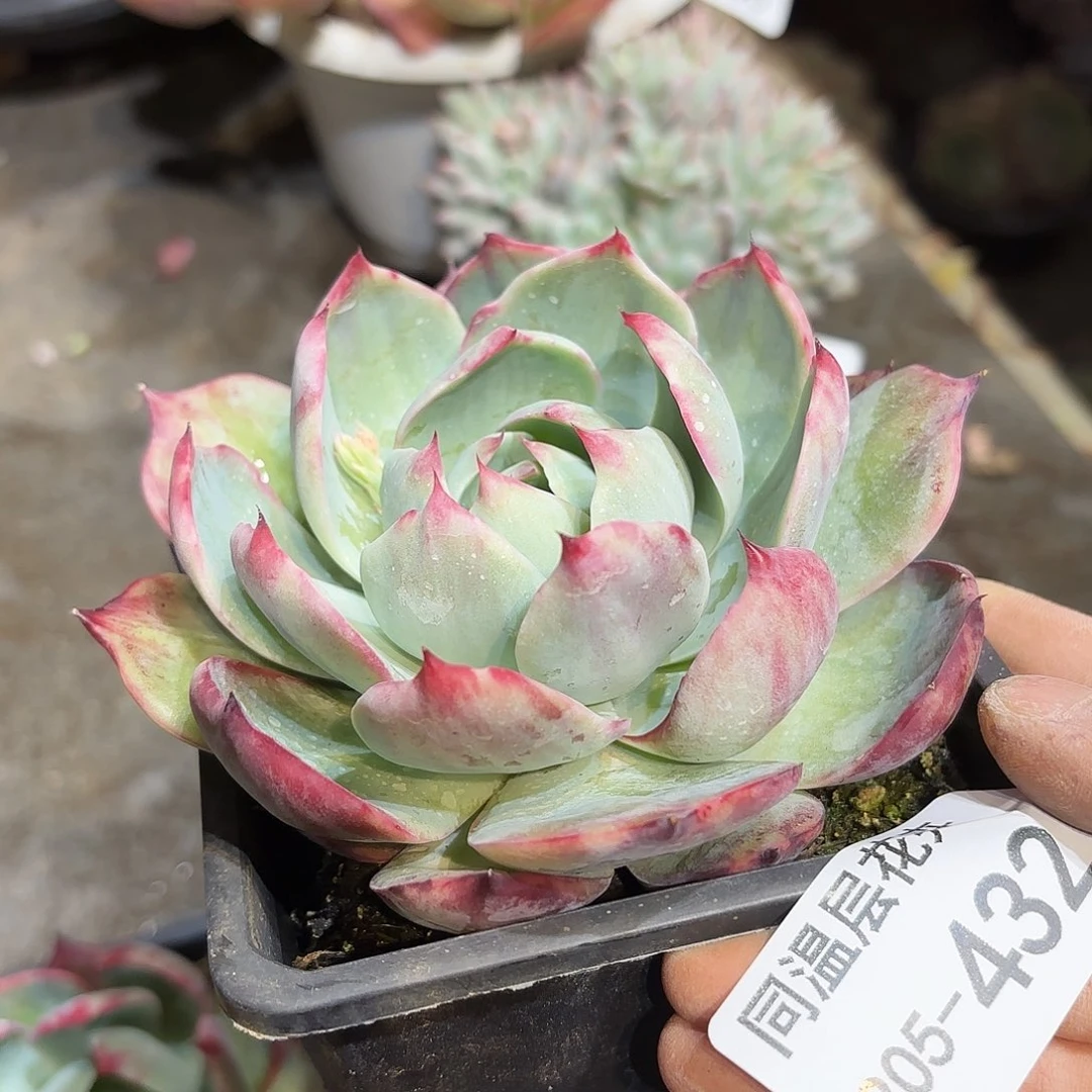 同温层多肉惊鸿432量拍