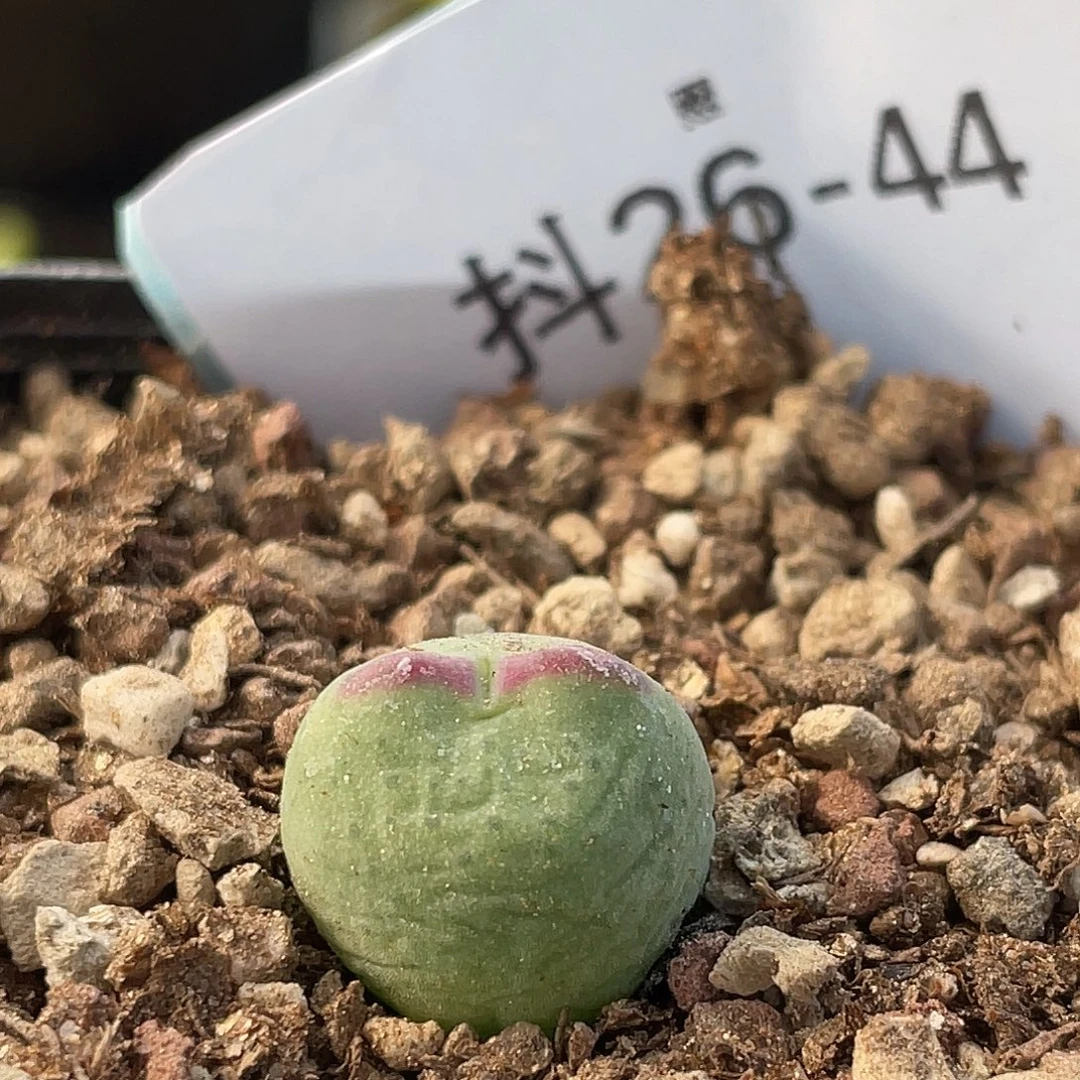 26-44白花比卡丘多肉植物