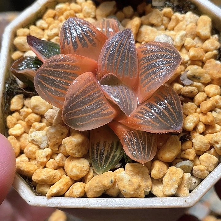 673糊斑夜想之森锦亚成猪